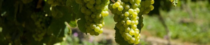 Grapes Grapes